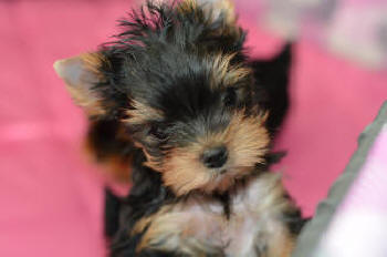 yorkie puppy